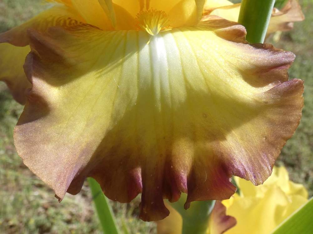 sépale de iridaceae iris barbu cv. 'bold vision'
