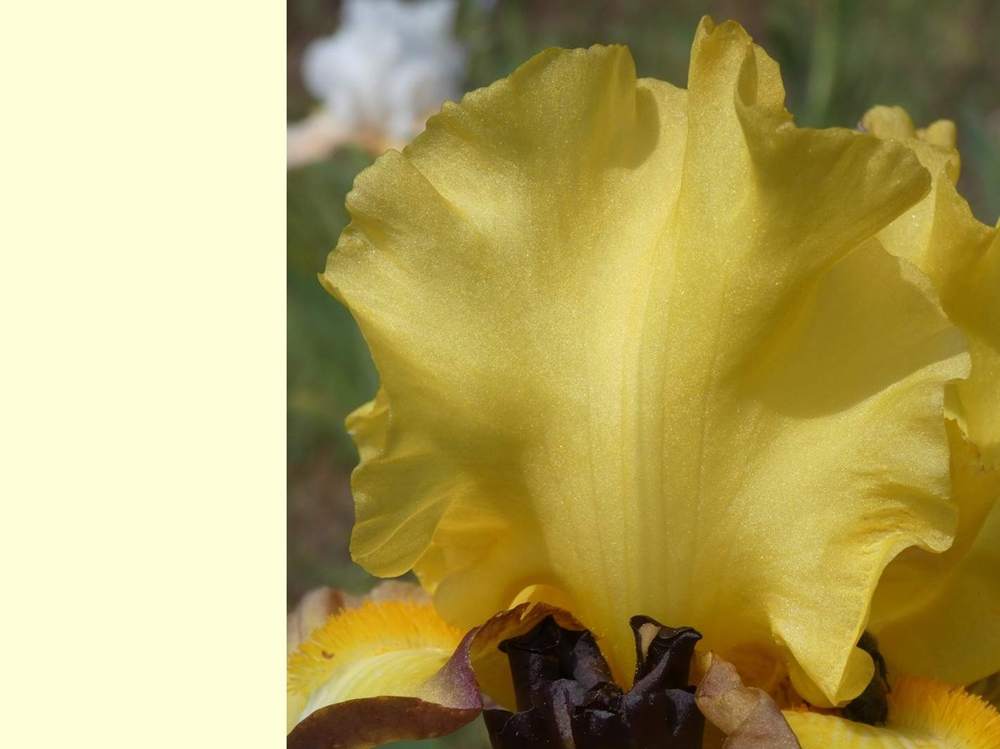 pétale de iridaceae iris barbu cv. 'bold vision'