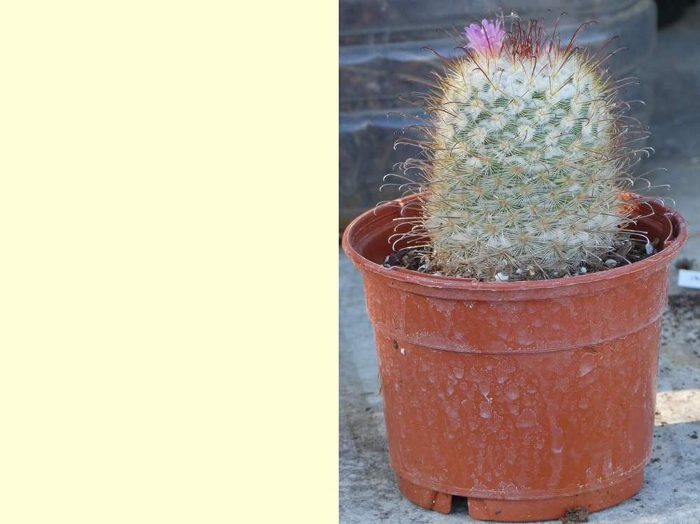 Cactaceae Mammillaria bombycina