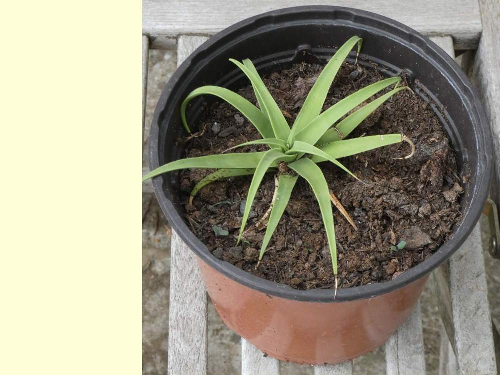 Agavaceae Agave bracteosa