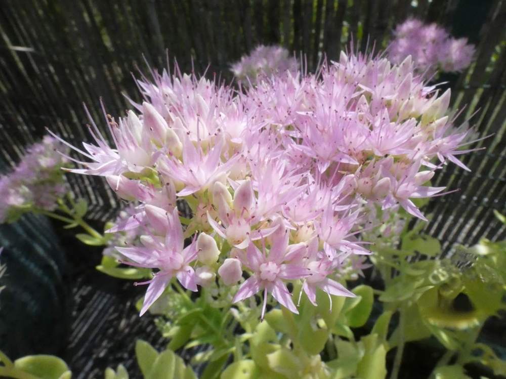 fleur de crassulaceae hylotelephium spectabile cv. 'brilliant'