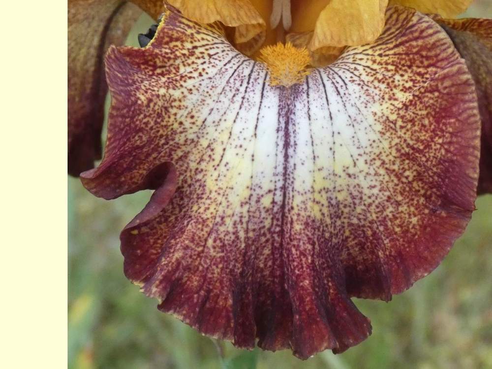 sépale de iridaceae iris barbu cv. 'broadway'