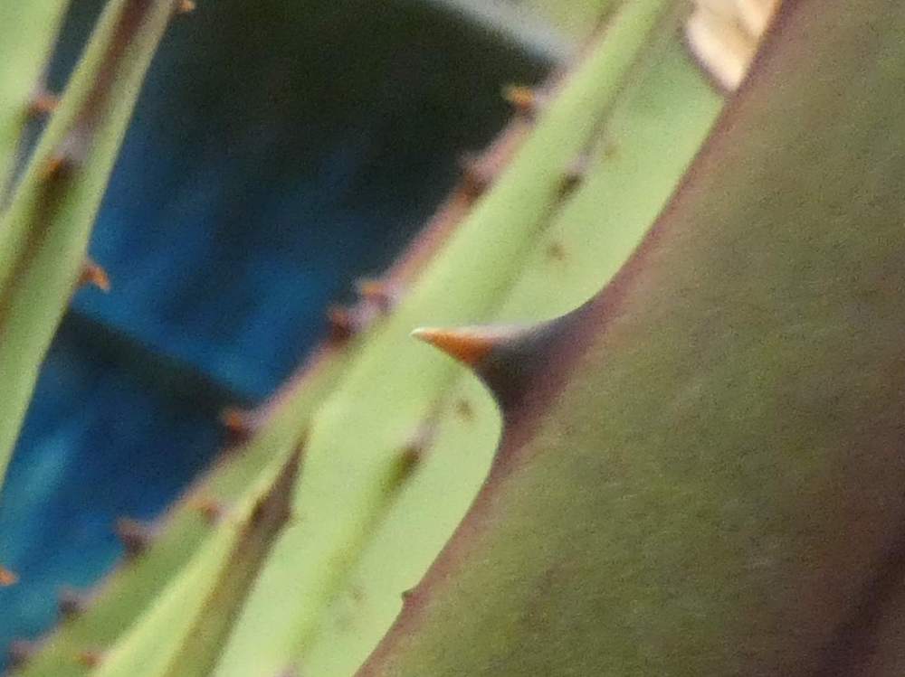 dent de aloeaceae aloe broomii