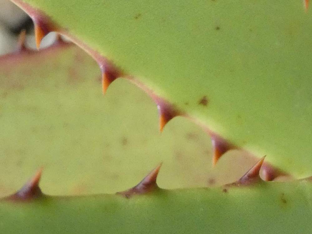marge de aloeaceae aloe broomii