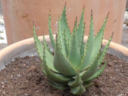 visuel Aloe broomii