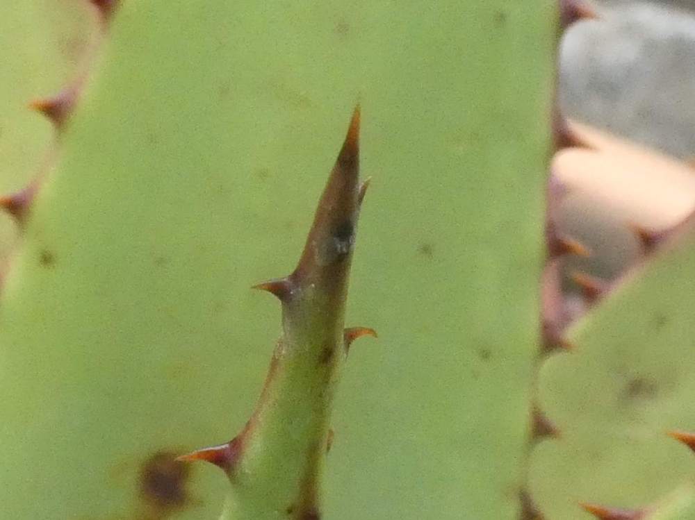 pointe de aloeaceae aloe broomii