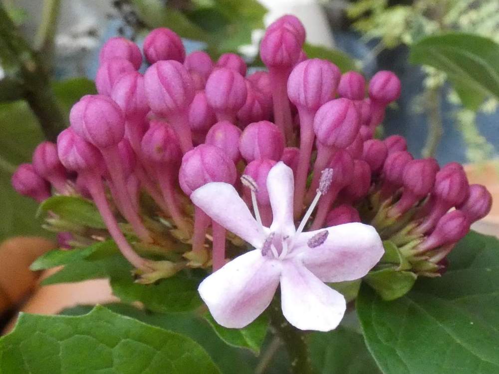 fleur de verbenaceae clerodendrum bungei