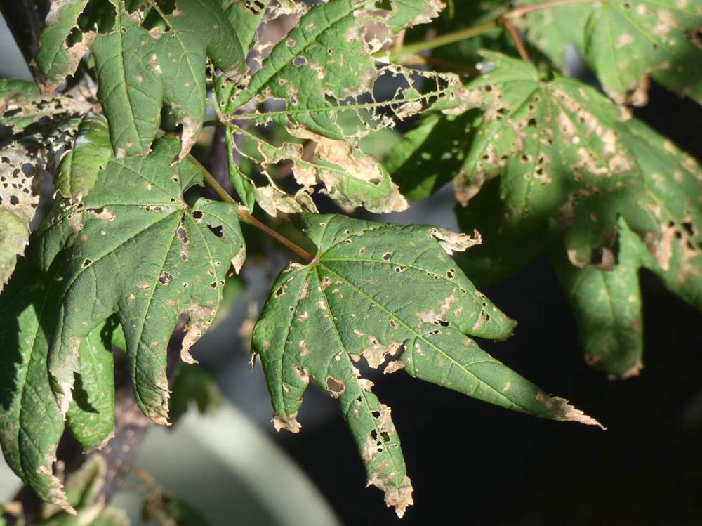 été de aceraceae acer circinatum cv. 'burgundy jewel'