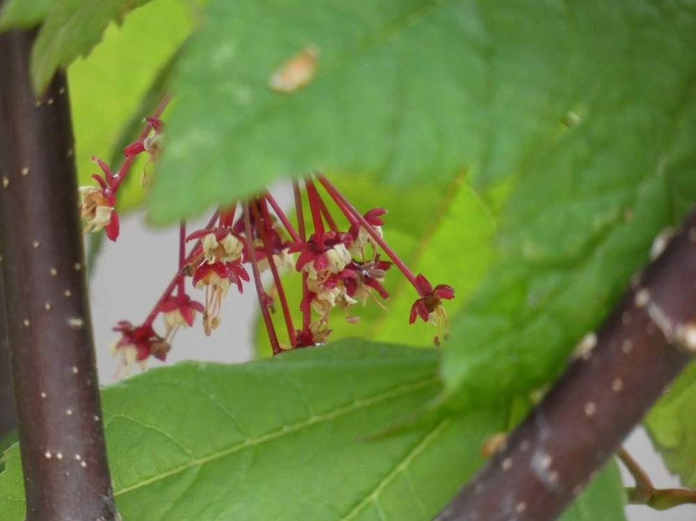 fleur de aceraceae acer circinatum cv. 'burgundy jewel'