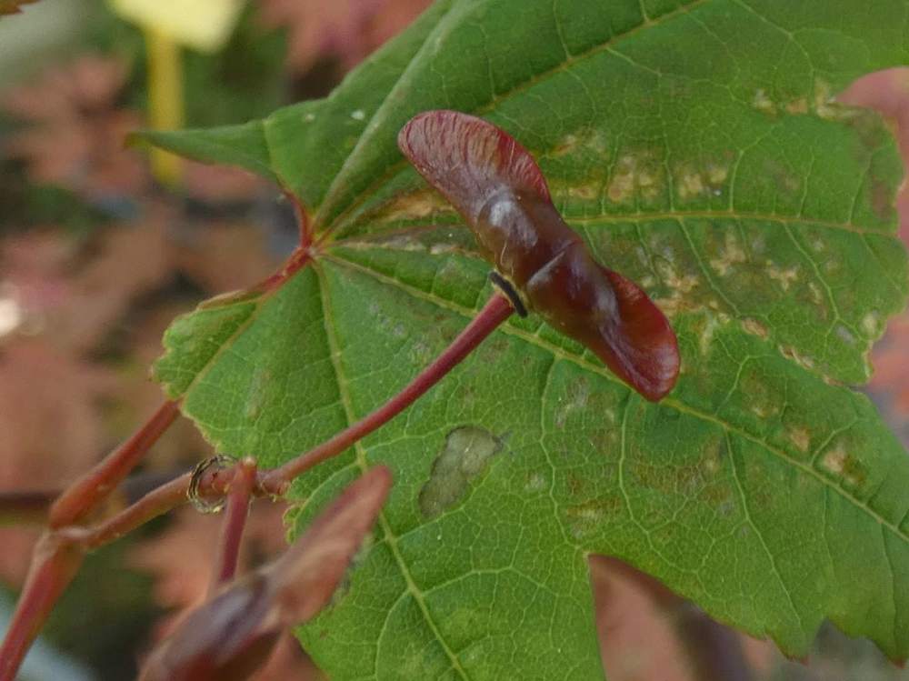 samare de aceraceae acer circinatum cv. 'burgundy jewel'