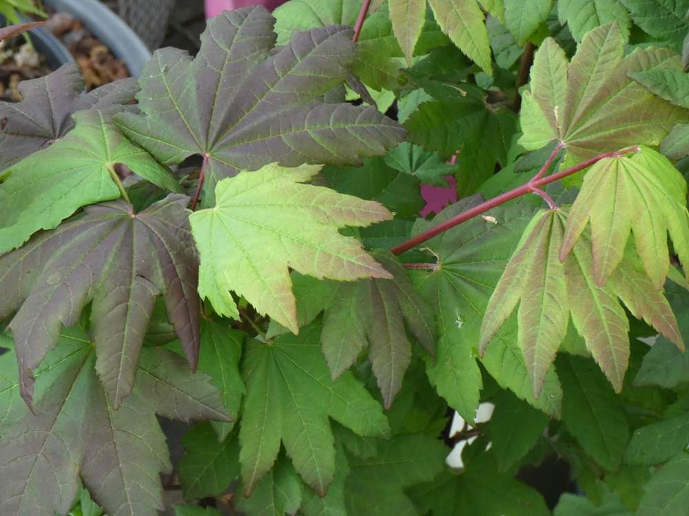 printemps de aceraceae acer circinatum cv. 'burgundy jewel'