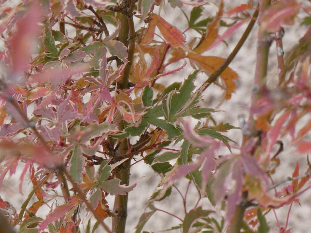 automne de aceraceae acer palmatum cv. 'Butterfly'