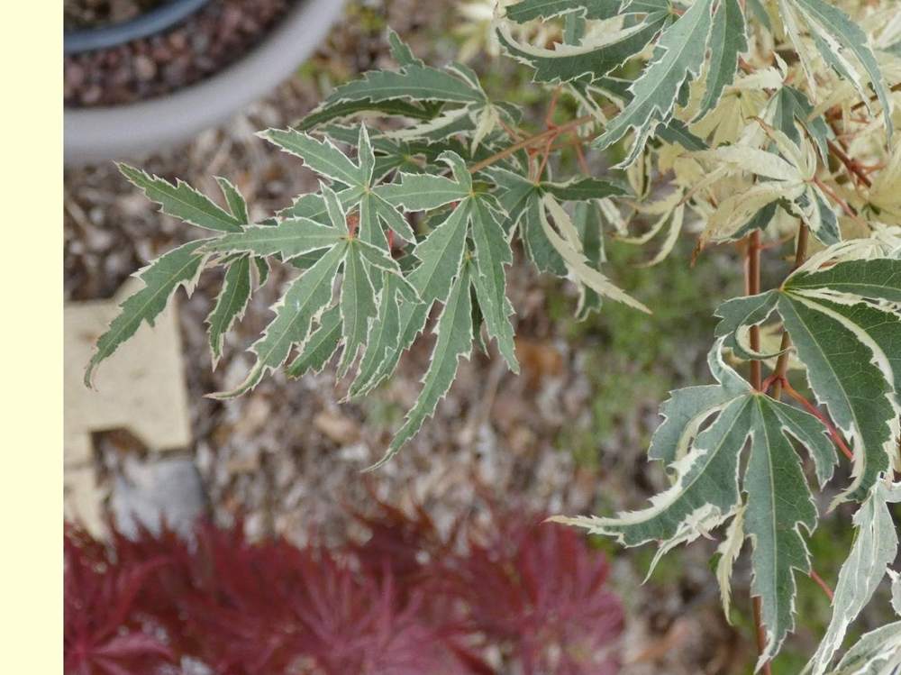 été de aceraceae acer palmatum cv. 'Butterfly'