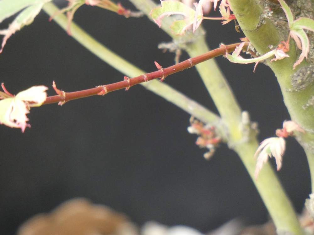 jeune bois de aceraceae acer palmatum cv. 'Butterfly'