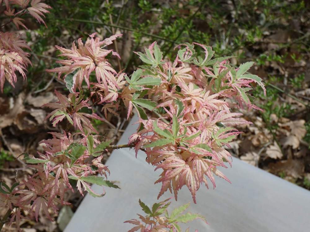 printemps de aceraceae acer palmatum cv. 'Butterfly'