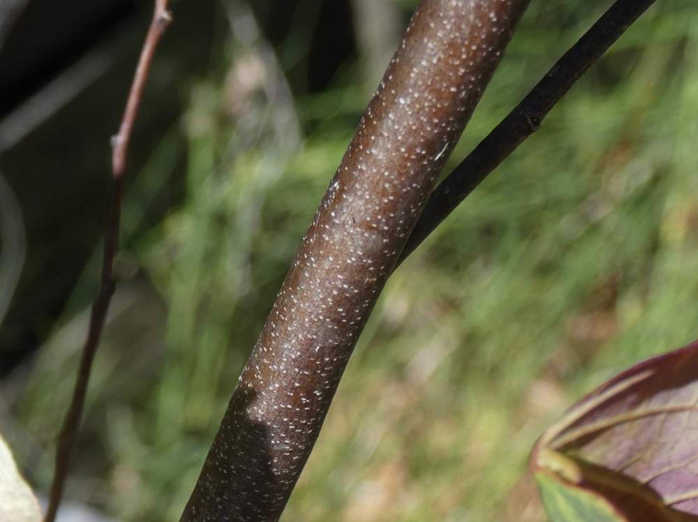 écorce de fabaceae cercis canadensis cv. 'carolina sweetheart'