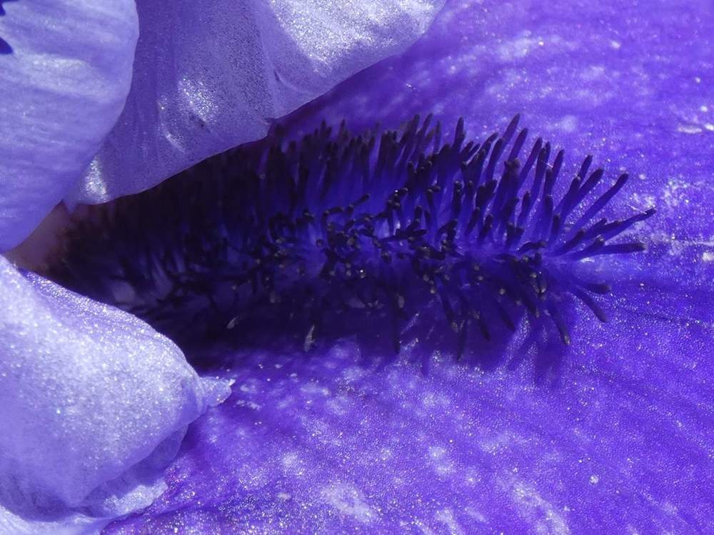 barbe de iridaceae iris barbu cv. 'cee cee'