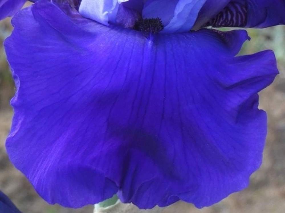 sépale de iridaceae iris barbu cv. 'cee cee'