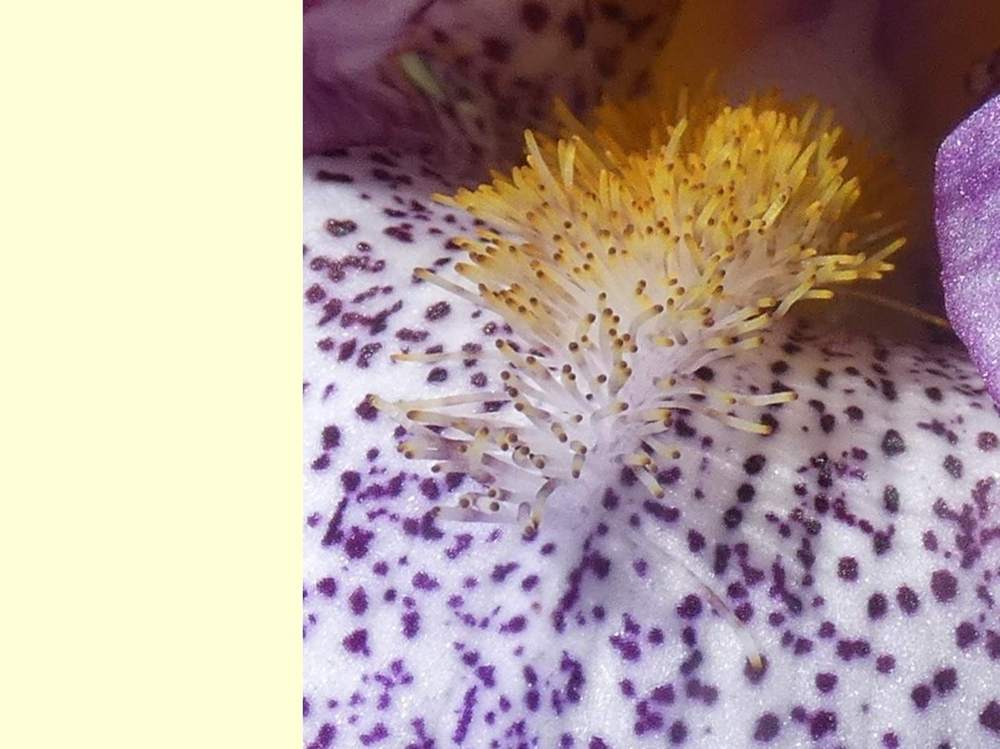 barbe de iridaceae iris barbu cv. 'celestial explosion'