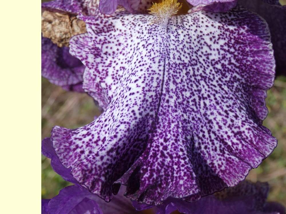 sépale de iridaceae iris barbu cv. 'celestial explosion'