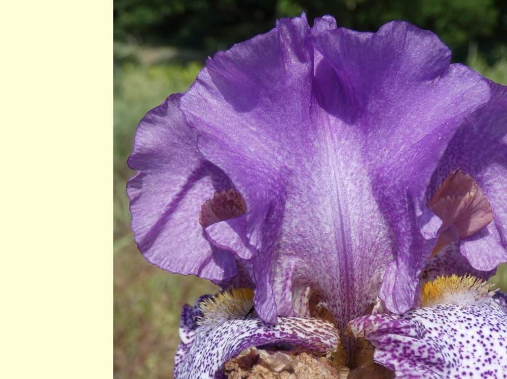 pétale de iridaceae iris barbu cv. 'celestial explosion'