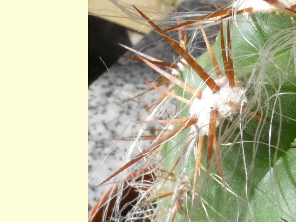 aréole-aiguillon de cactaceae oreocereus celsianus