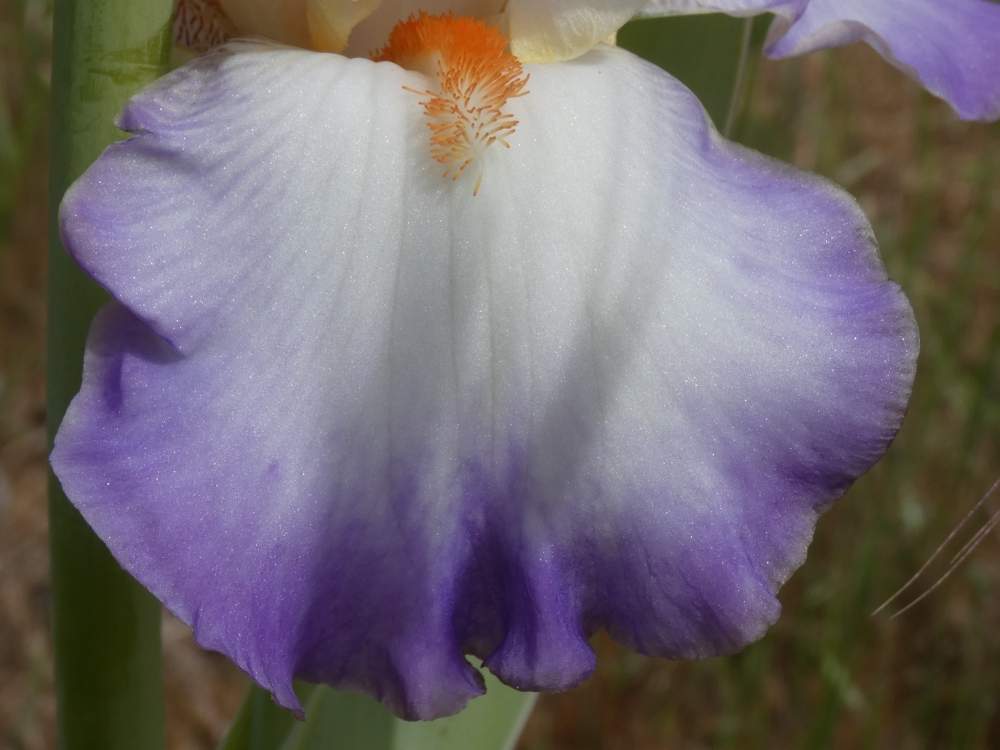 sépale de iridaceae iris barbu cv. 'cerchi sull' acqua'