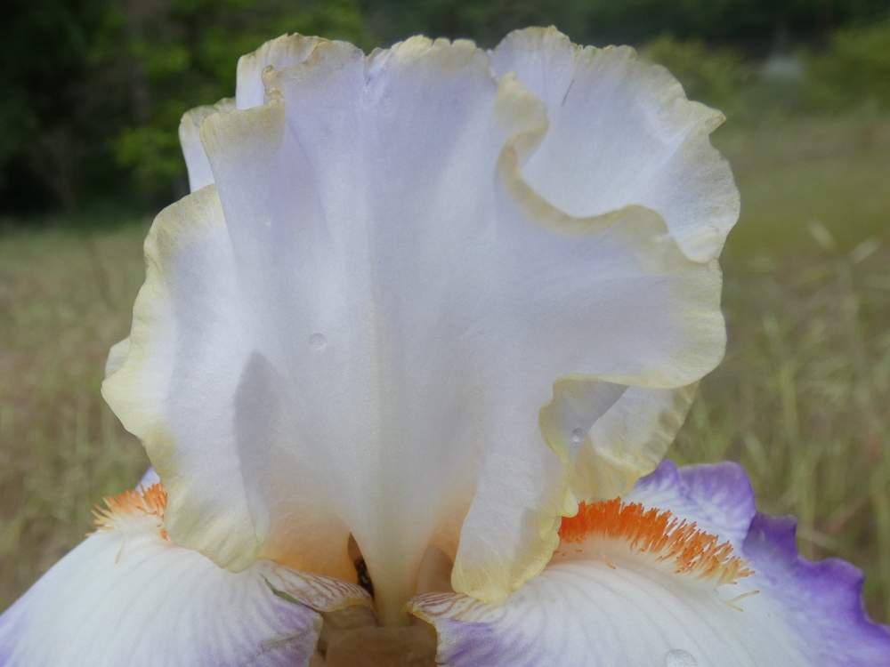 pétale de iridaceae iris barbu cv. 'cerchi sull' acqua'