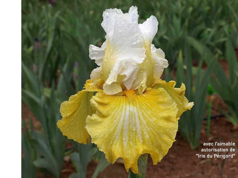 iridaceae iris barbu cv. 'Certain Magic'
