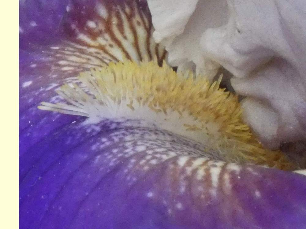 barbe de iridaceae iris barbu cv. 'champagne journey'