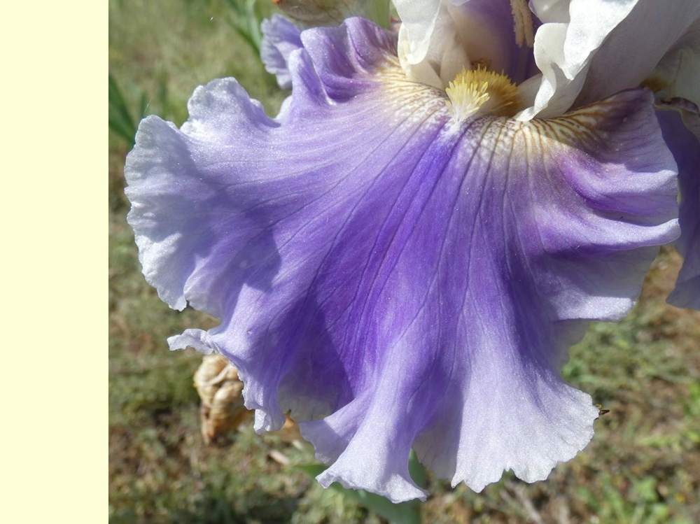 sépale de iridaceae iris barbu cv. 'champagne journey'