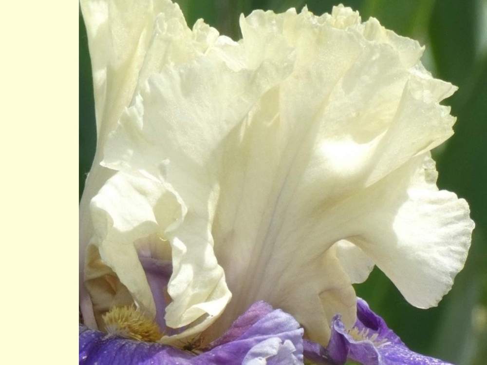 pétale de iridaceae iris barbu cv. 'champagne journey'