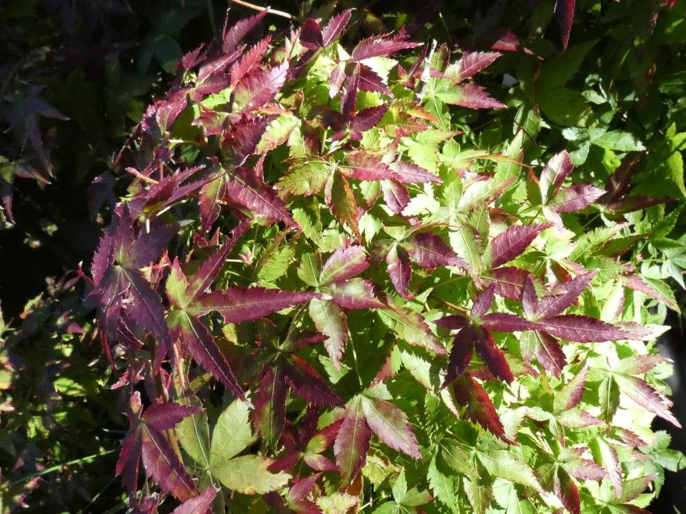 automne de aceraceae acer palmatum cv. 'chiyo hime'     