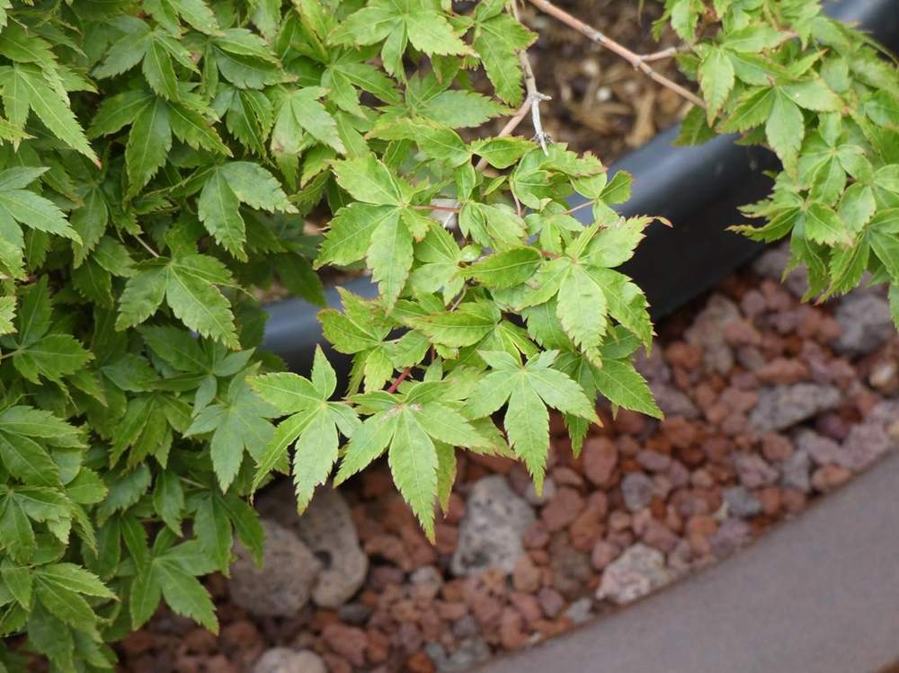 été de aceraceae acer palmatum cv. 'chiyo hime'     