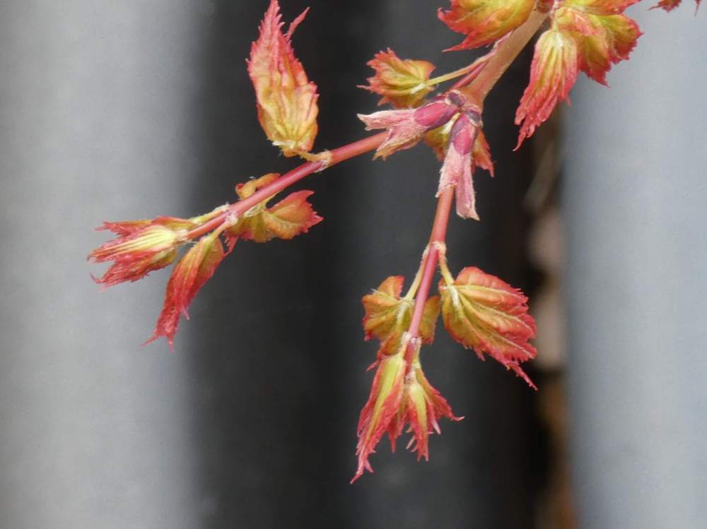 jeune bois de aceraceae acer palmatum cv. 'chiyo hime'     
