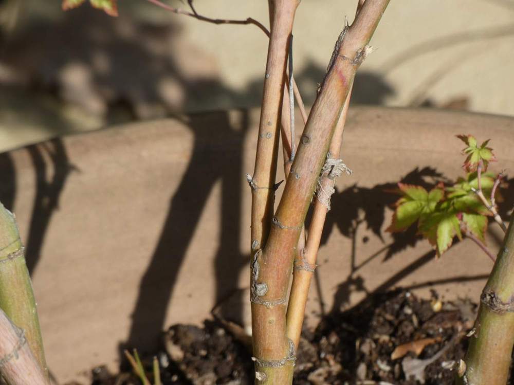 écorce de aceraceae acer palmatum cv. 'chiyo hime'     
