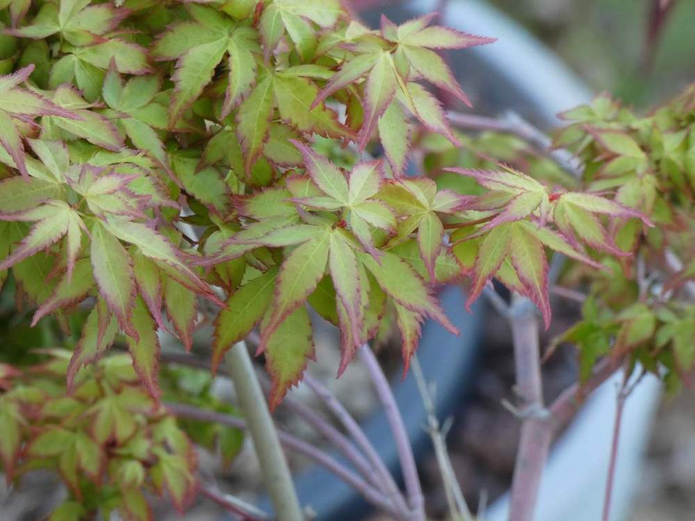 printemps de aceraceae acer palmatum cv. 'chiyo hime'     