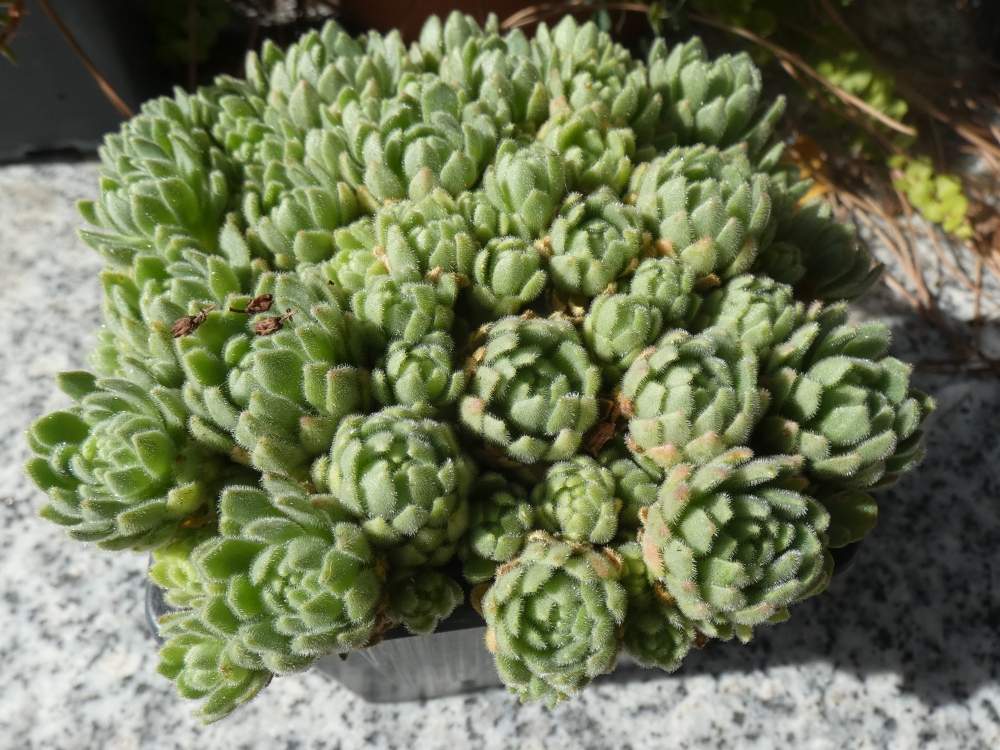 crassulaceae prometheum chrysanthum