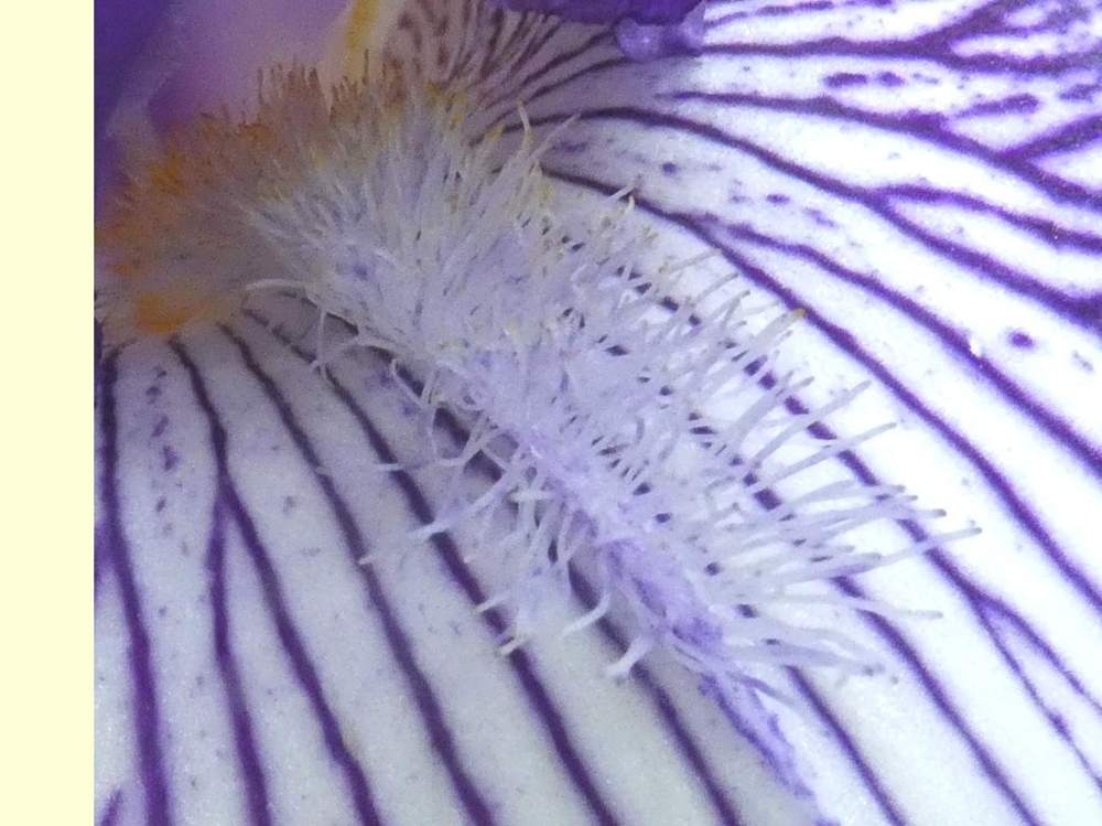 barbe de iridaceae iris barbu cv. 'circus stripes'