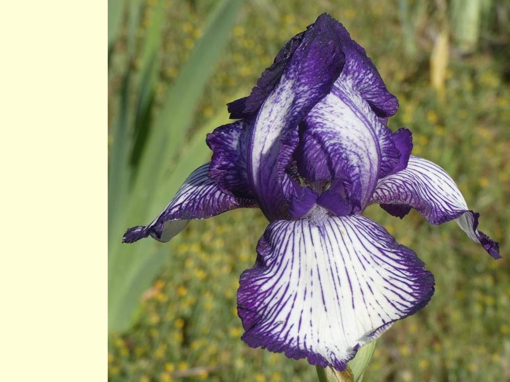 iridaceae iris barbu cv. 'circus stripes'