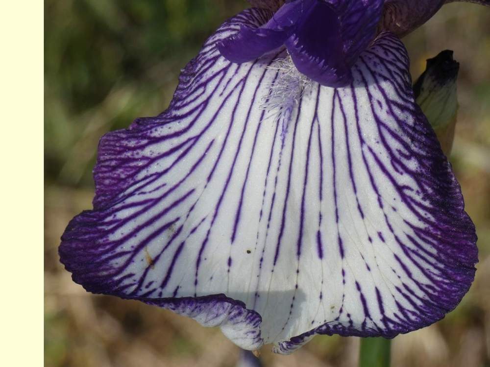 sépale de iridaceae iris barbu cv. 'circus stripes'
