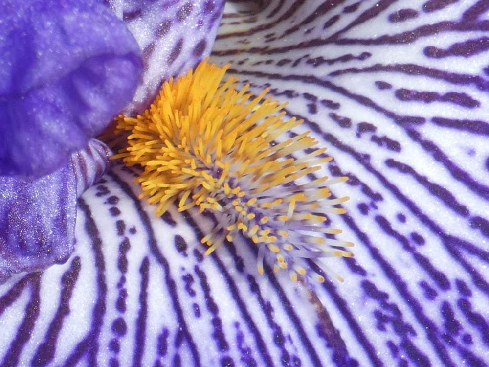 barbe de iridaceae iris barbu cv. 'clotho's web'