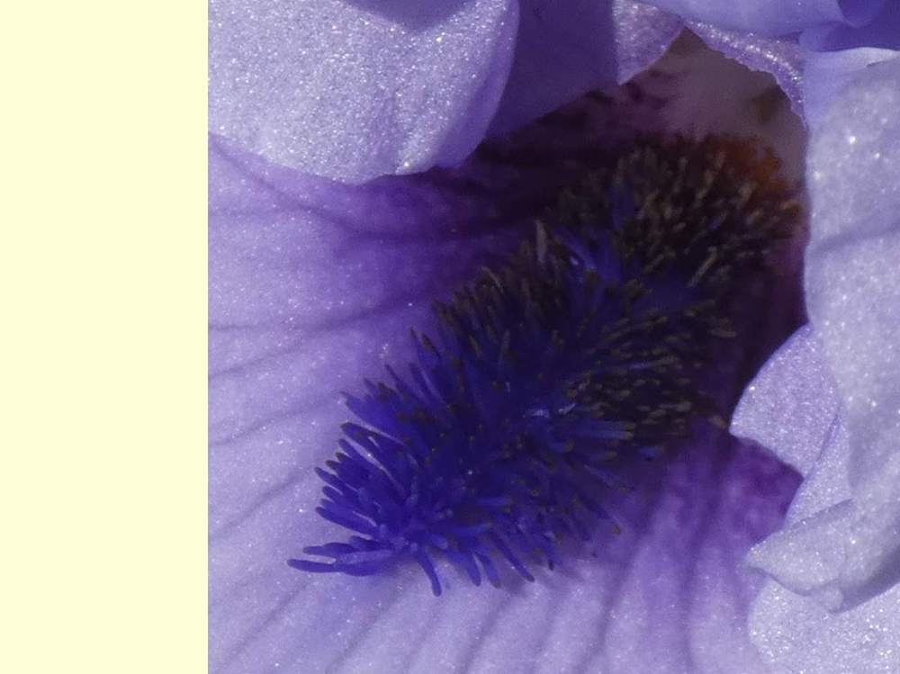 barbe de iridaceae iris barbu cv. 'codicil'