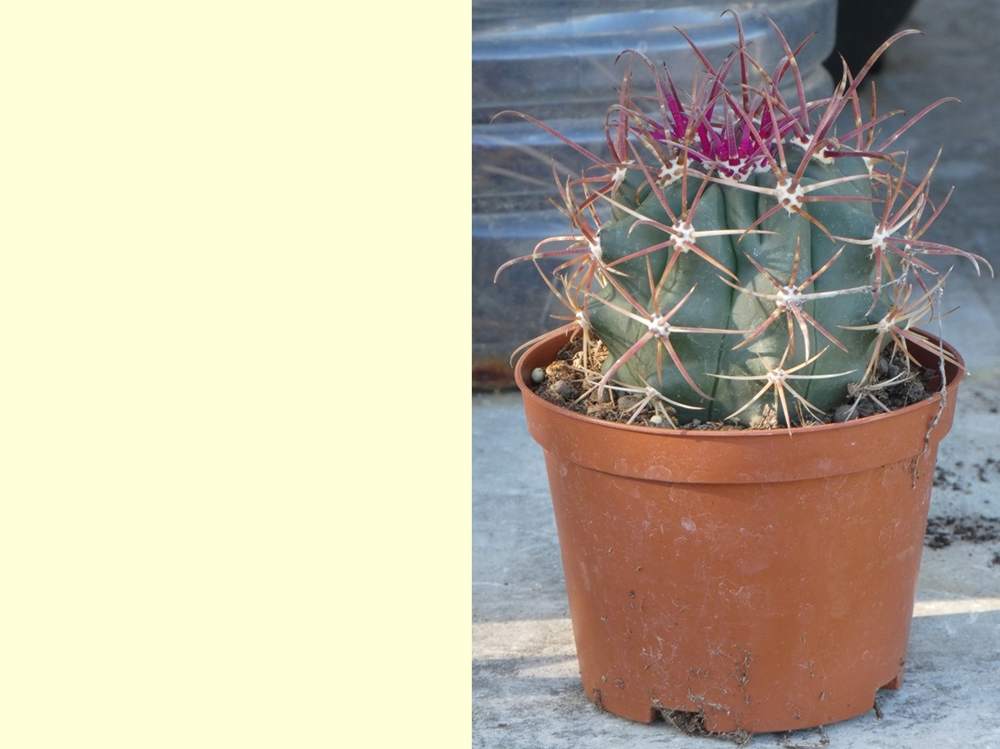 aréole-aiguillon de cactaceae ferocactus gracilis ssp. coloratus