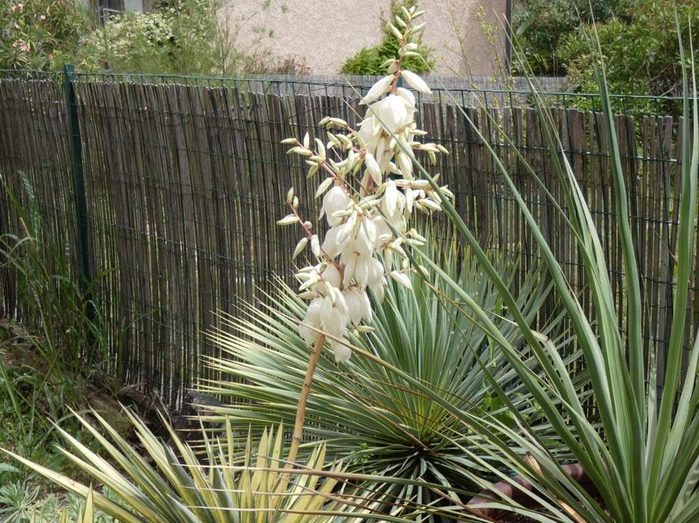 fleur de agavaceae yucca filamentosa cv. 'color guard'