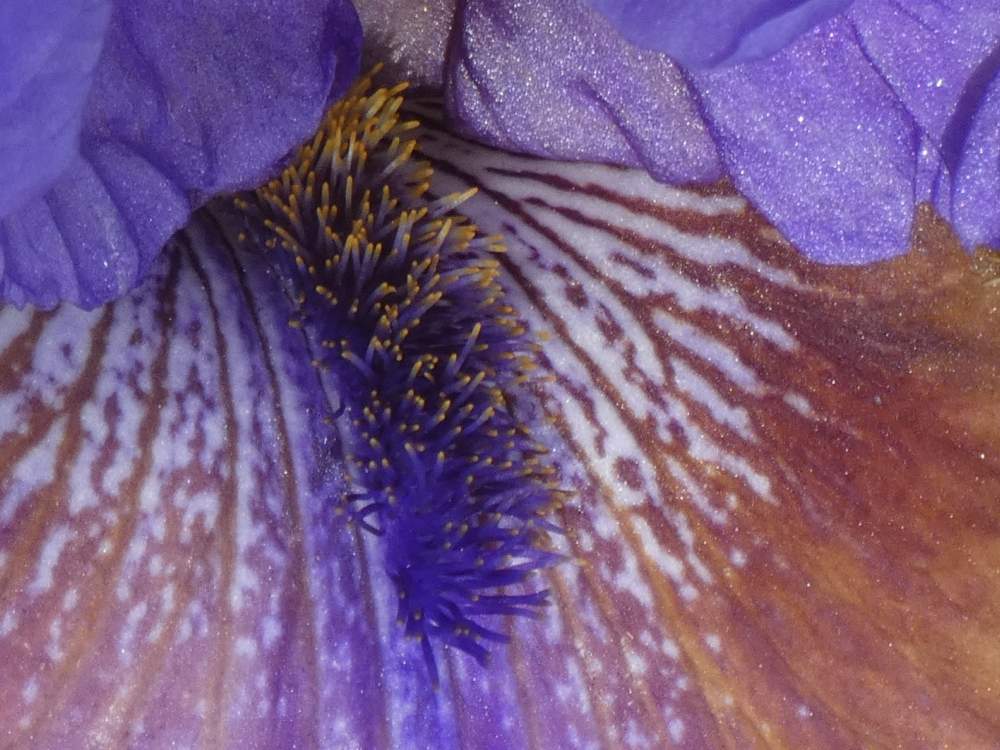 barbe de iridaceae iris barbu cv. 'comic opera'