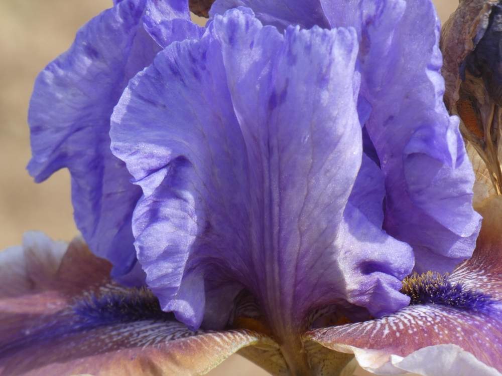 pétale de iridaceae iris barbu cv. 'comic opera'
