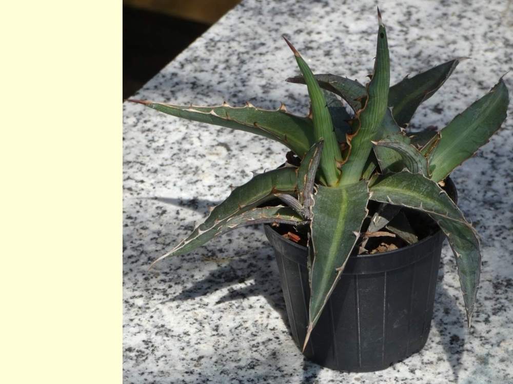 Agavaceae Agave lophanta ssp. poselgeri cv. 'compacta'