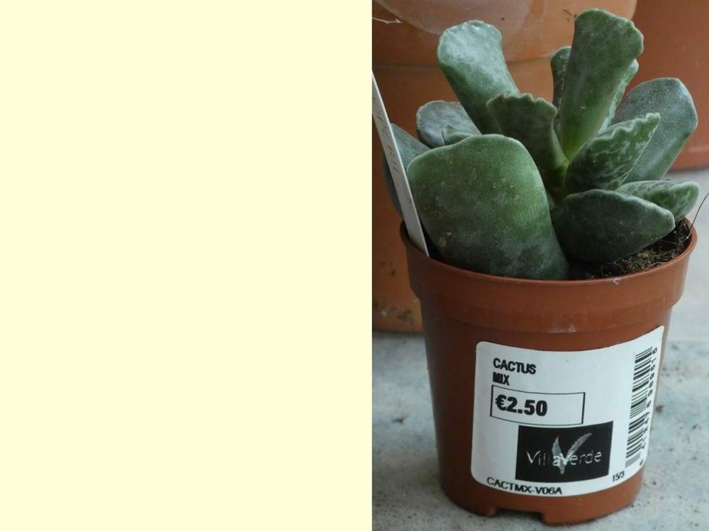 crassulaceae adromischus cooperii