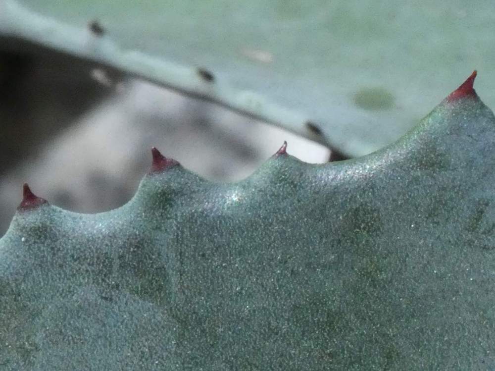 dent de agavaceae agave cordillerensis